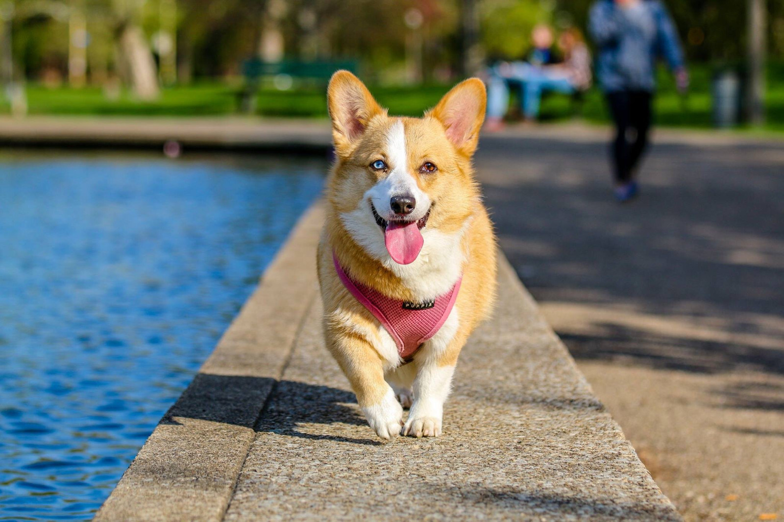 Start your own online Pet store DONE FOR YOU TURNKEY WEBSITE