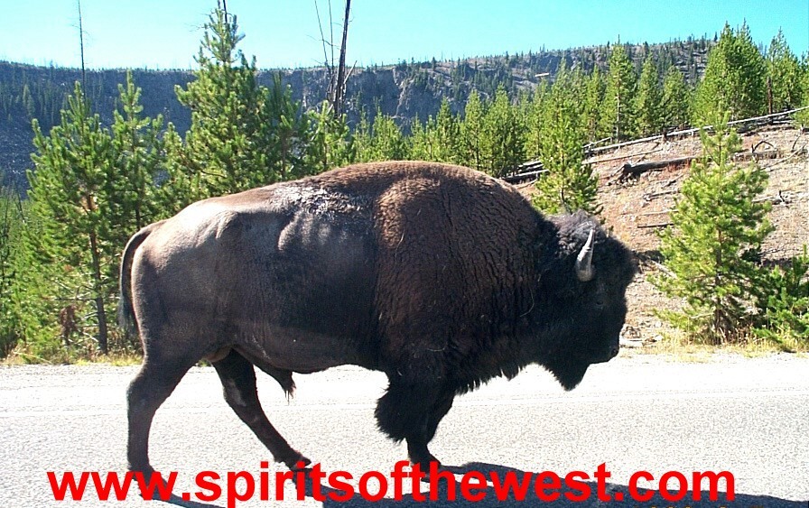 Web Site for sale – www.spiritsofthewest.com